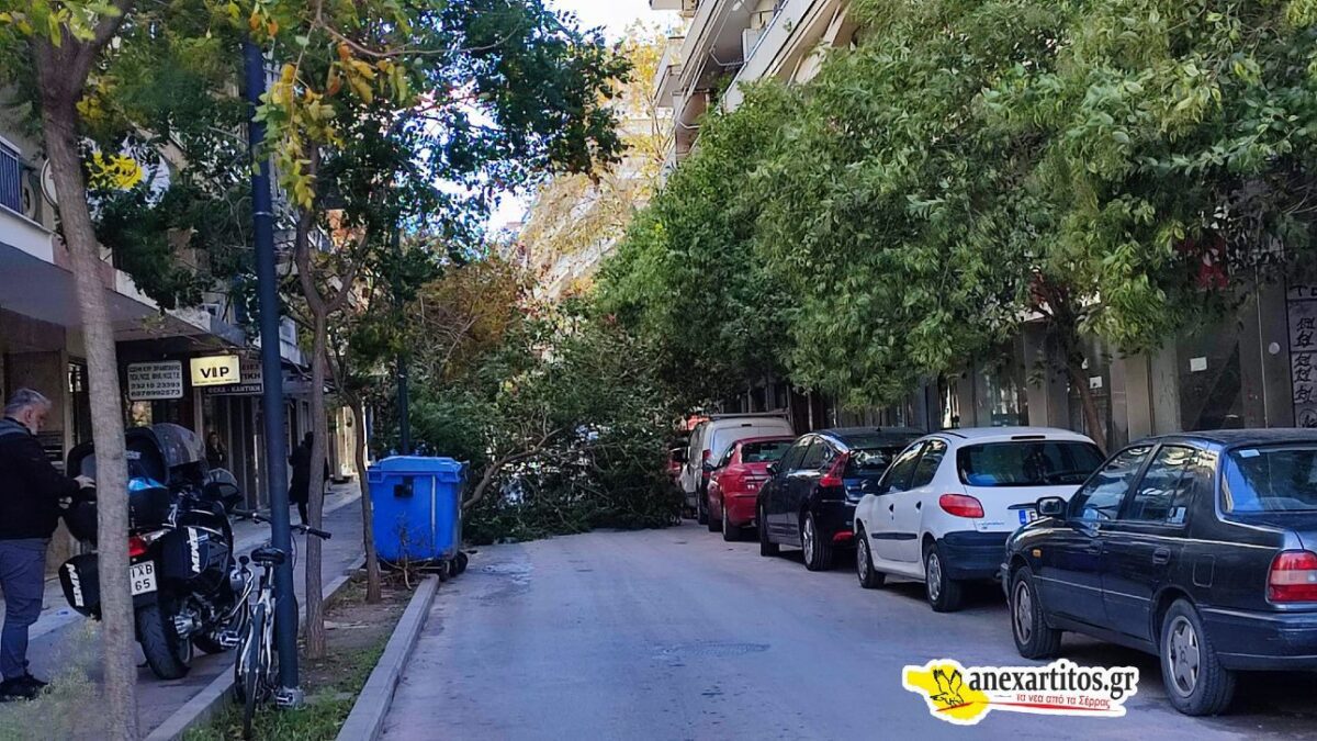 Σέρρες: Ξεριζώθηκαν δέντρα σε δρόμους από τον ισχυρό άνεμο