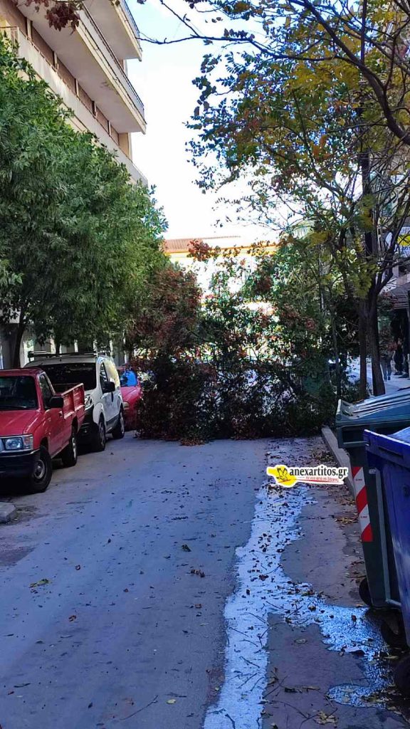 Σέρρες: Ξεριζώθηκαν δέντρα σε δρόμους από τον ισχυρό  άνεμο