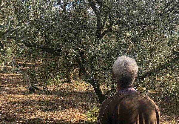 Καβάλα: Έκλεψαν 3 τόνους ελιές από ελαιώνα