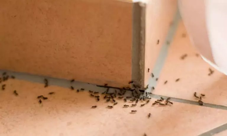 Έτσι θα διώξετε οριστικά τα μυρμήγκια από το σπίτι