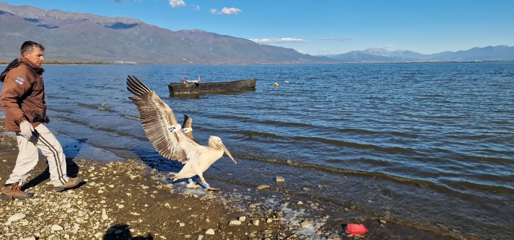 Νεαρός ροδοπελεκάνος ελευθερώθηκε στη λίμνη Κερκίνη – Δείτε φωτογραφίες