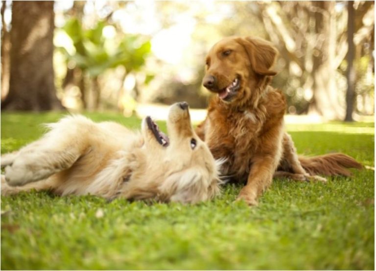 6 σημάδια ευτυχίας στους σκύλους - Πώς θα καταλάβετε αν ο σκύλος σας είναι χαρούμενος!