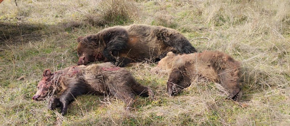 Κτηνωδία στην Καστοριά - Δολοφόνησαν αρκούδα και τα δυο της αρκουδάκια