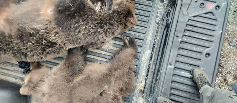 Κτηνωδία στην Καστοριά - Δολοφόνησαν αρκούδα και τα δυο της αρκουδάκια