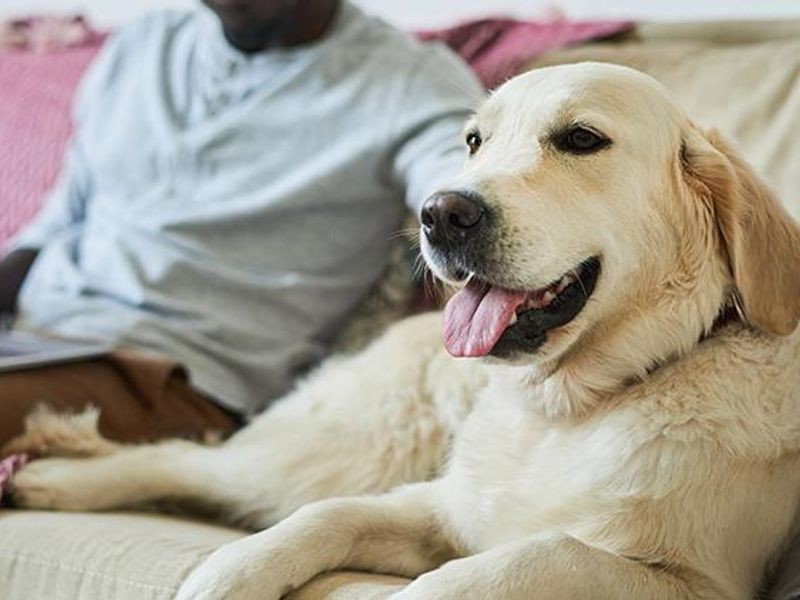 5 ενδείξεις που δείχνουν ότι ο σκύλος σας δεν είναι ευτυχισμένος!