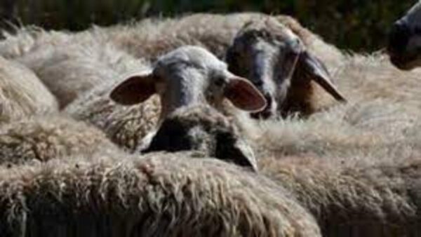 Τα χαρακτηριστικά συμπτώματα της νόσου είναι υψηλός πυρετός, παρουσία εξανθημάτων, βλατίδων και εφελκίδων κόκκινου χρώματος, με ιδιαίτερη εντόπιση στην κοιλιακή χώρα, τους μαστούς, τις «μασχάλες», το κεφάλι και στο κάτω μέρος της ουράς.