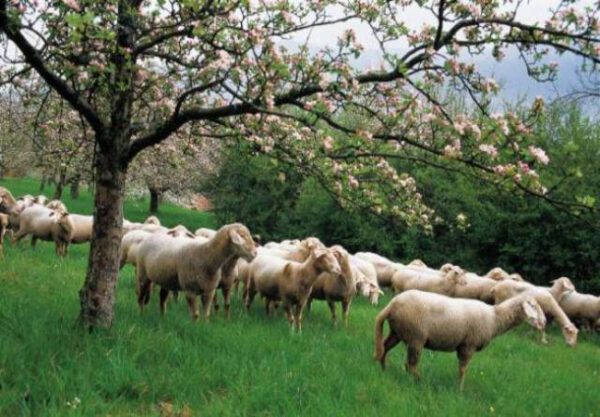 Θεσπίζονται Αγροτικά Τμήματα στα Επιμελητήρια, δημιουργούνται Κτηνοτροφικά Πάρκα