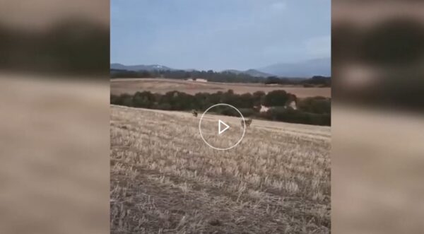 Σέρρες: Αγέλη λύκων σε χωράφι στο Μετόχι - Video