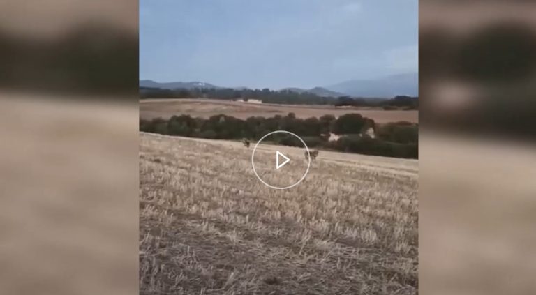 Σέρρες: Αγέλη λύκων σε χωράφι στο Μετόχι - Video