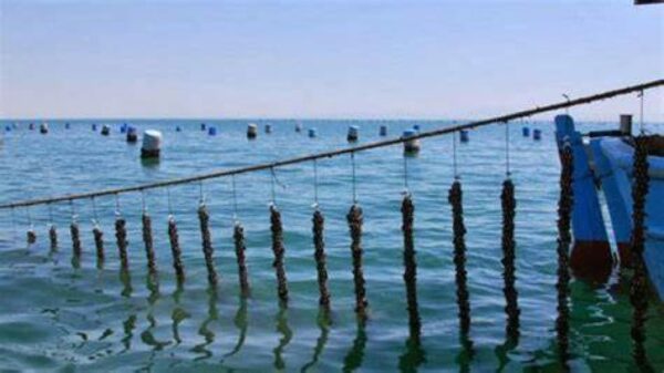 «Οι διεθνείς απαιτήσεις δημιουργούν μεγάλες συνθήκες ανταγωνισμού και είναι απαραίτητη η συνεχής εξέλιξη και η ενσωμάτωση καινοτομίας έτσι ώστε να βελτιωθεί ακόμη περισσότερο η υψηλή ποιότητα στα προϊόντα μας και των οστρακοειδών»