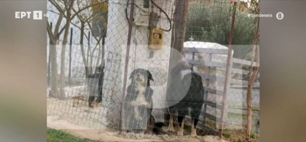 Θεσσαλονίκη: Αυτά είναι τα σκυλιά που κατασπάραξαν και σκότωσαν την 50χρονη μητέρα