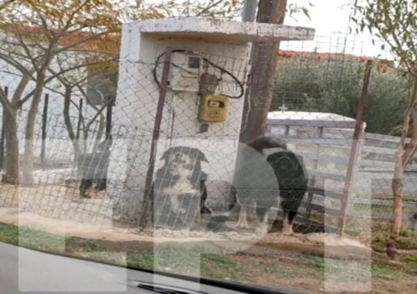 Νεοχωρούδα Ωραιοκάστρου: Δεκάδες δαγκωματιές δέχθηκε από τα τρία σκυλιά η 50χρονη