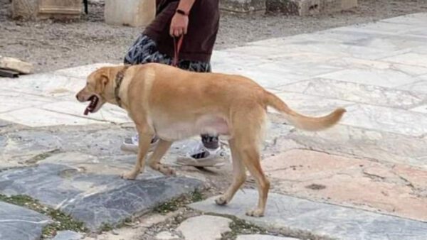 Επισημαίνεται ότι όσα δεδομένα ήταν καταχωρισμένα στο σύστημα «Ζώα Συντροφιάς» του Υπουργείου Αγροτικής Ανάπτυξης και Τροφίμων μεταπτώθηκαν στο νέο Μητρώο Καταγραφής και Παρακολούθησης Ζώων Συντροφιάς του Εθνικού Μητρώου Ζώων Συντροφιάς.