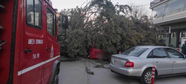 Σέρρες: Δέντρο καταπλάκωσε αυτοκίνητο στη Μακεδονομάχων- Video