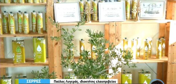 Σέρρες: Τι συμβαίνει με την τιμή στο ελαιόλαδο - Σε ποια τιμή πωλούν οι παραγωγοί