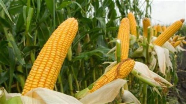 Κίνα: Επόμενο «βήμα» η επέκταση της χρήσης γενετικά τροποποιημένης σόγιας και καλαμποκιού