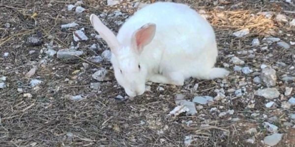 Μυτιλήνη: Άνδρας συνελήφθη γιατί θανάτωσε δύο κουνέλια