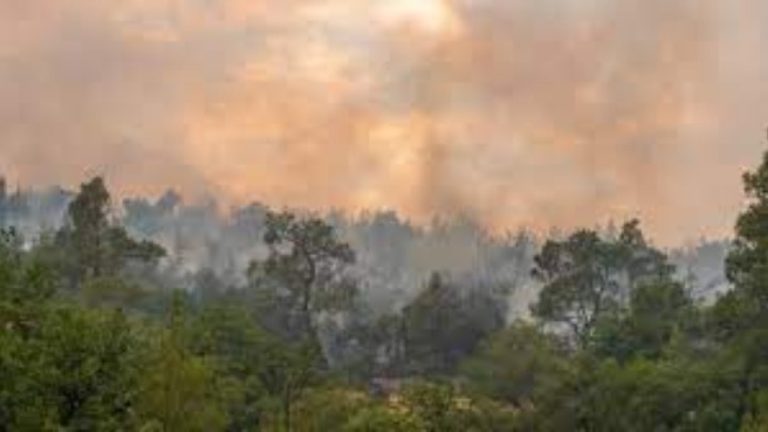 Εκπόνηση μελέτης αποκατάστασης των δασικών οικοσυστημάτων του Έβρου που επλήγησαν από τις πυρκαγιές
