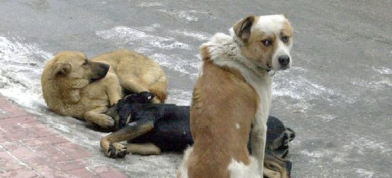Ιωάννινα: Μάστιγα οι επιθέσεις σκύλων στους χώρους του πανεπιστημιακού νοσοκομείου