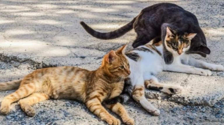 Έρευνα στις Σπέτσες για τη θανάτωση αδέσποτων γατών