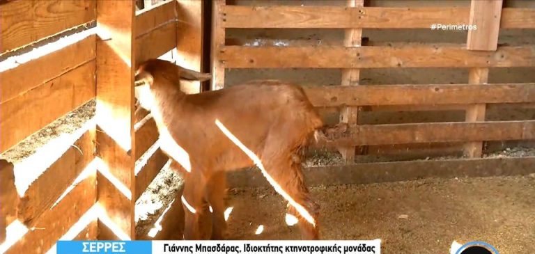Κατσικάκι γεννήθηκε με τρία πόδια σε κτηνοτροφική μονάδα στη Νιγρίτα Σερρών