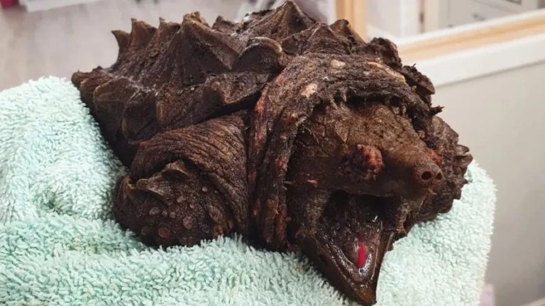 Αγγλία: Βρέθηκε χελώνα-αλιγάτορας που μπορεί να κόψει ακόμα και ανθρώπινα δάχτυλα