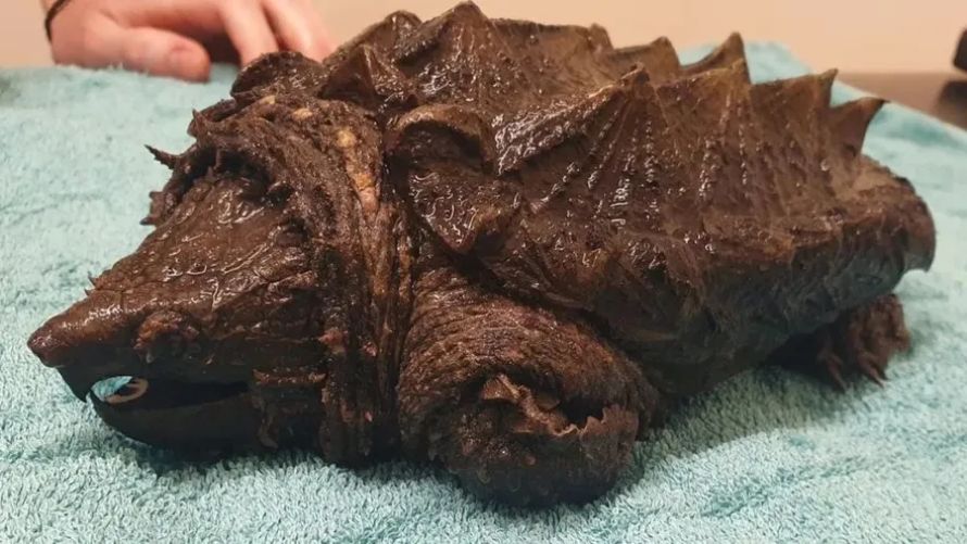 
Αγγλία: Βρέθηκε χελώνα-αλιγάτορας που μπορεί να κόψει ακόμα και ανθρώπινα δάχτυλα
