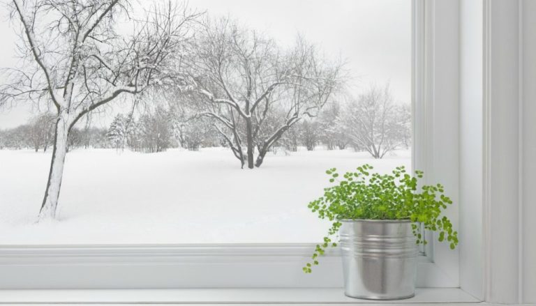 4 βήματα για να προστατέψτε τα λουλούδια σας από το κρύο