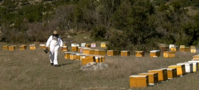 Το μέλι του…Βαγγέλη- Τα 300 μελίσσια του ταξιδεύουν σε όλη τη Μακεδονία κυνηγώντας τη βροχή