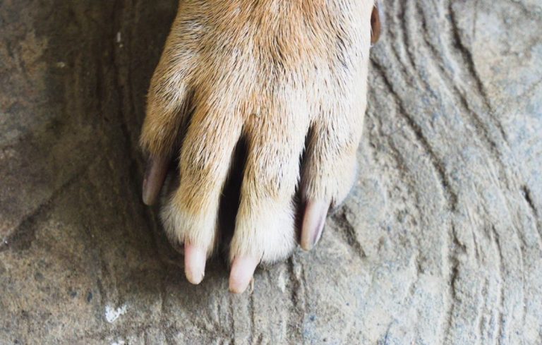 Κτηνωδία στην Πάτρα: Κατακρεούργησαν έγκυο σκυλίτσα για να μη γεννήσει