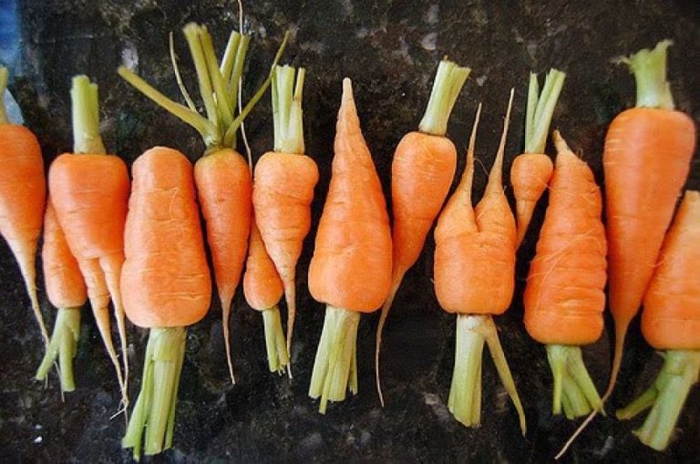 Καρότα: Το λαχανικό που προστατεύει όραση, καρδιά και ανοσοποιητικό