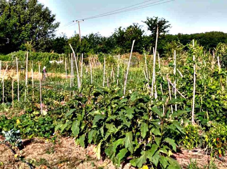 Πρόσκληση υποβολής αιτήσεων για παραχώρηση κηποτεμαχίων στον Δημοτικό λαχανόκηπο του Δήμου Σερρών