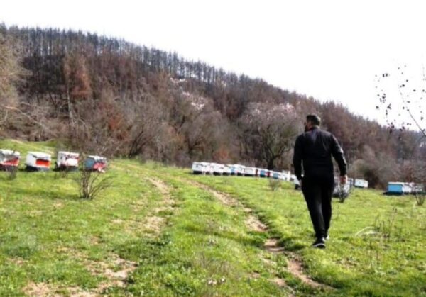 Μέλι με φύλλα… 24αρων καρατίων