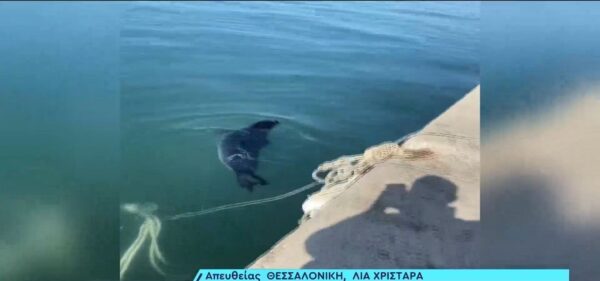 Φώκια έκανε την εμφάνισή της στη Νέα Μηχανιώνα- Δελφίνια στον Θερμαϊκό