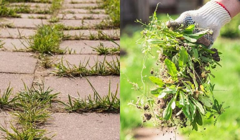 Πρασινάδες στο τσιμέντο και στα πλακάκια του Κήπου: Δείτε πως να μην ξαναφυτρώσουν