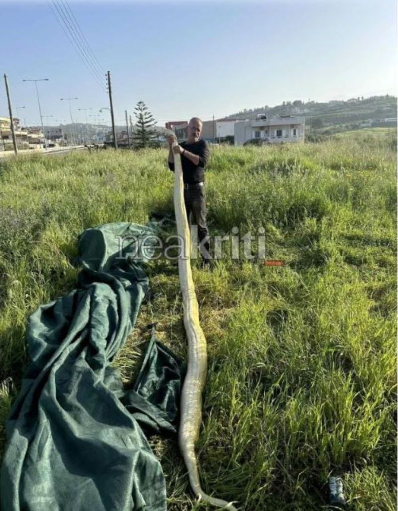 Σοκ για δύο άνδρες στο Ηράκλειο: Βρήκαν γιγάντιο πύθωνα σε χωράφι