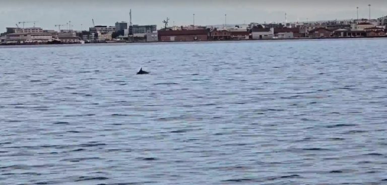 Θεσσαλονίκη: Δελφίνια έκαναν την εμφάνισή τους στον Θερμαϊκό Κόλπο -video
