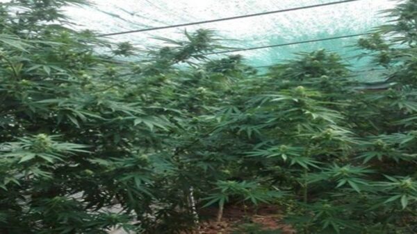 Θεσσαλονίκη: Ζευγάρι καλλιεργούσε δενδρύλλια κάνναβης σε αυτοσχέδιο θερμοκήπιο