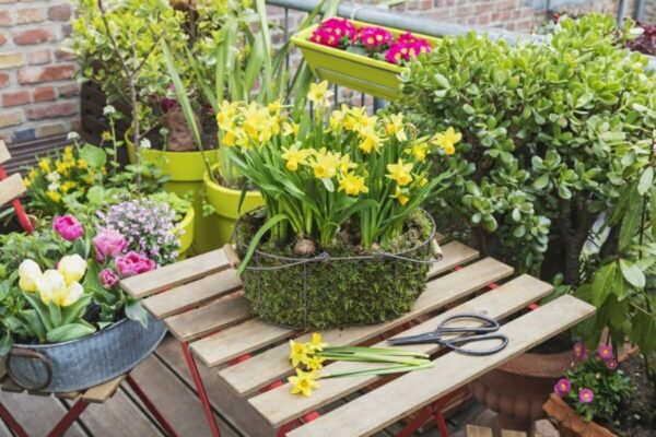 a potted plants on a table