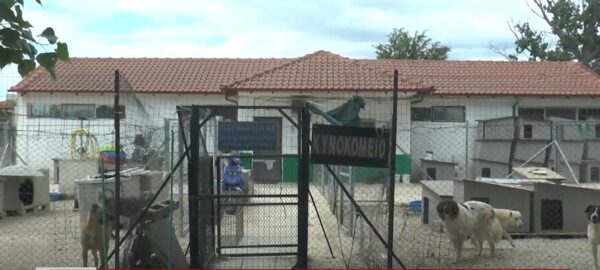 Σέρρες: Ξέμεινε από υπαλλήλους το Κυνοκομείο, άμεση ανάγκη πρόσληψης νέων- Video