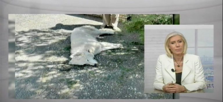Σέρρες: Ασυνείδητος έριξε φόλες έξω από σχολείο- Ο σκυλάκος ο Μπόμπο και γατούλες τα θύματα- Video