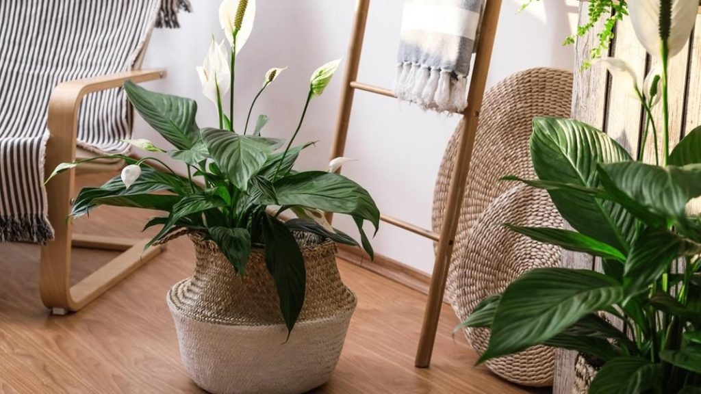 Σπαθίφυλλο: Το φυτό που καθαρίζει τον αέρα στο σπίτι