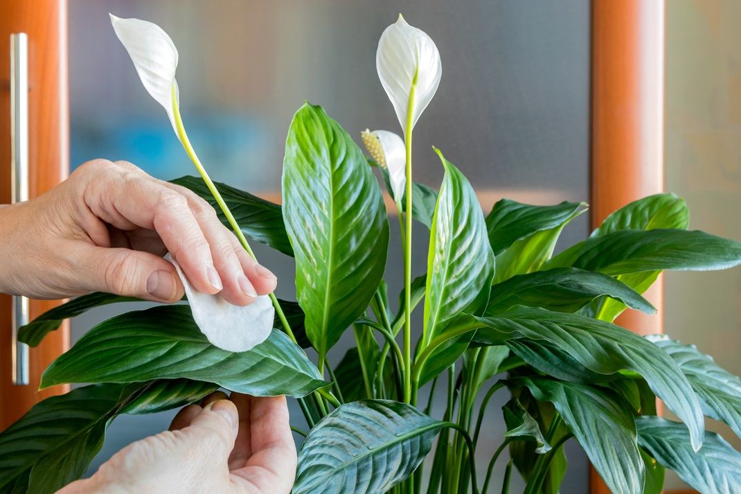 Σπαθίφυλλο: Το φυτό που καθαρίζει τον αέρα στο σπίτι