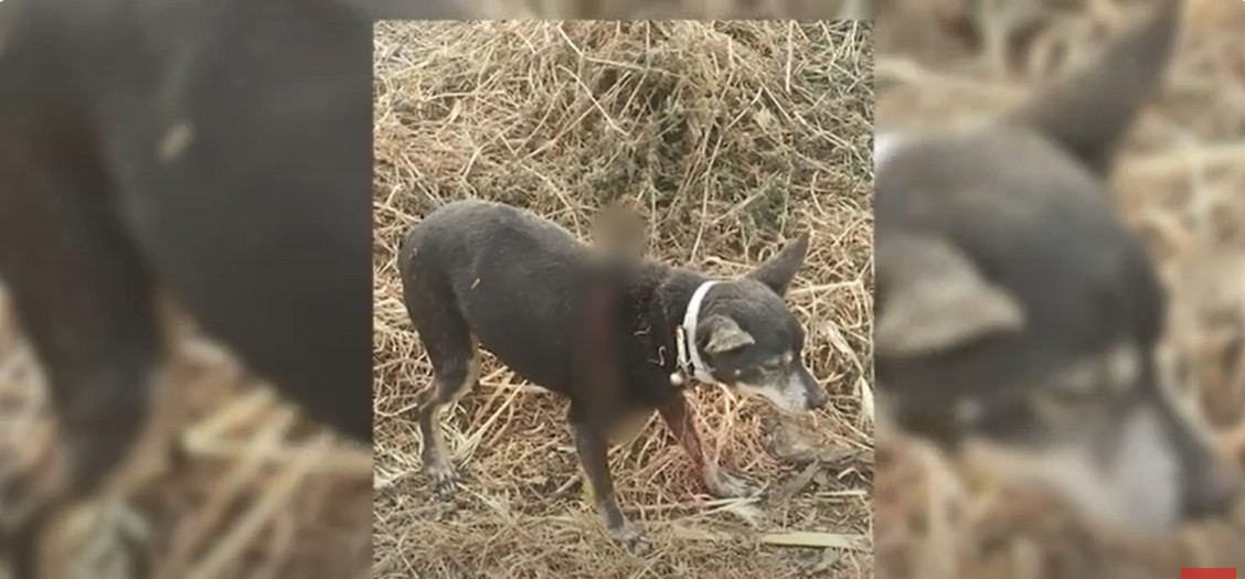 Σκύλος βρέθηκε μαχαιρωμένος στην Ηράκλεια Σερρών- Video