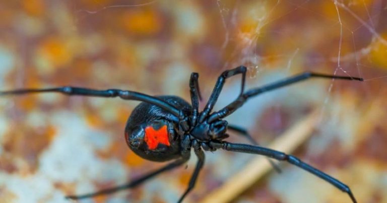 Τσίμπημα από αράχνη «Μαύρη Χήρα» δέχθηκε 35χρονος στη Λευκάδα