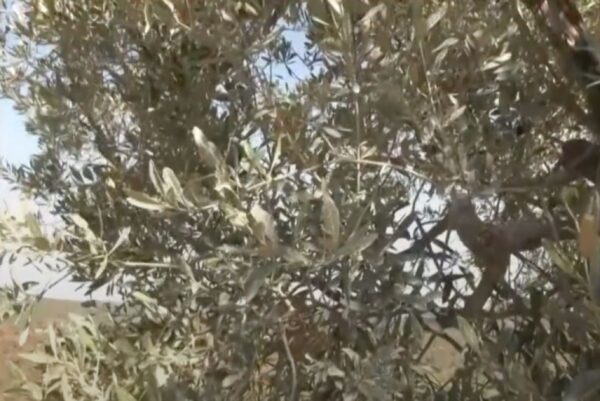 Καινοτόμο πρόγραμμα παραγωγής ελαιόλαδου με περισσότερα αντιοξειδωτικά σε Κρήτη, Λέσβο και Ηλεία