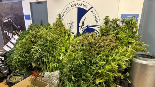 Συνελήφθησαν 6 άτομα που καλλιεργούσαν και διακινούσαν σημαντικές ποσότητες ακατέργαστης κάνναβης