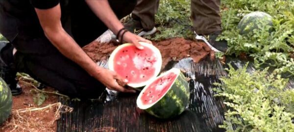 a person holding a watermelon