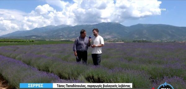 Σέρρες: Βιολογική καλλιέργεια λεβάντας