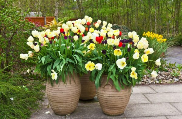 a group of flowers in large pots